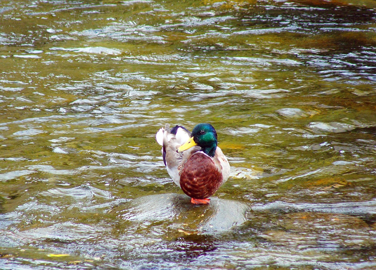 bird duck water free photo