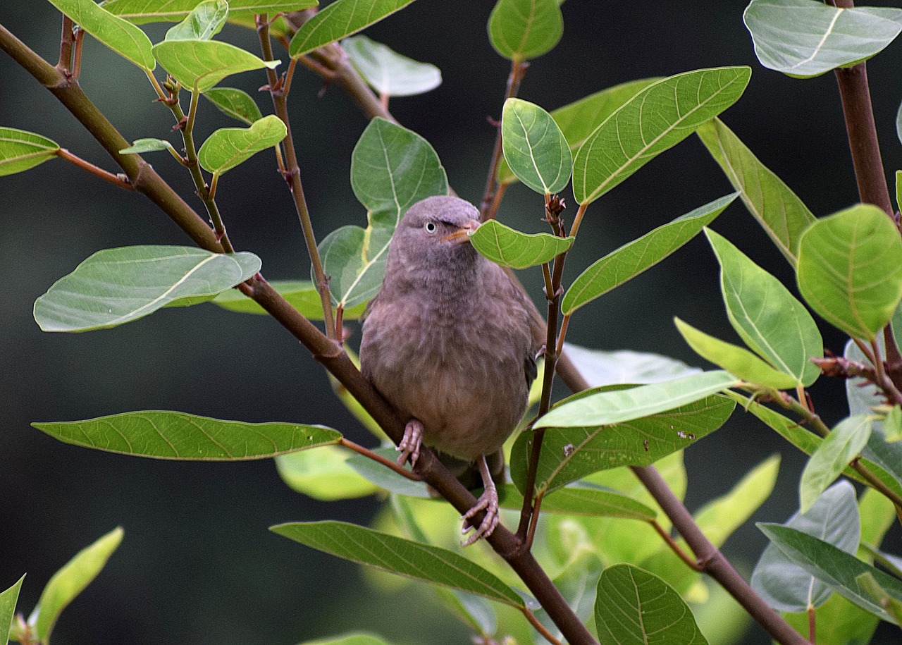 bird  nature  animal free photo