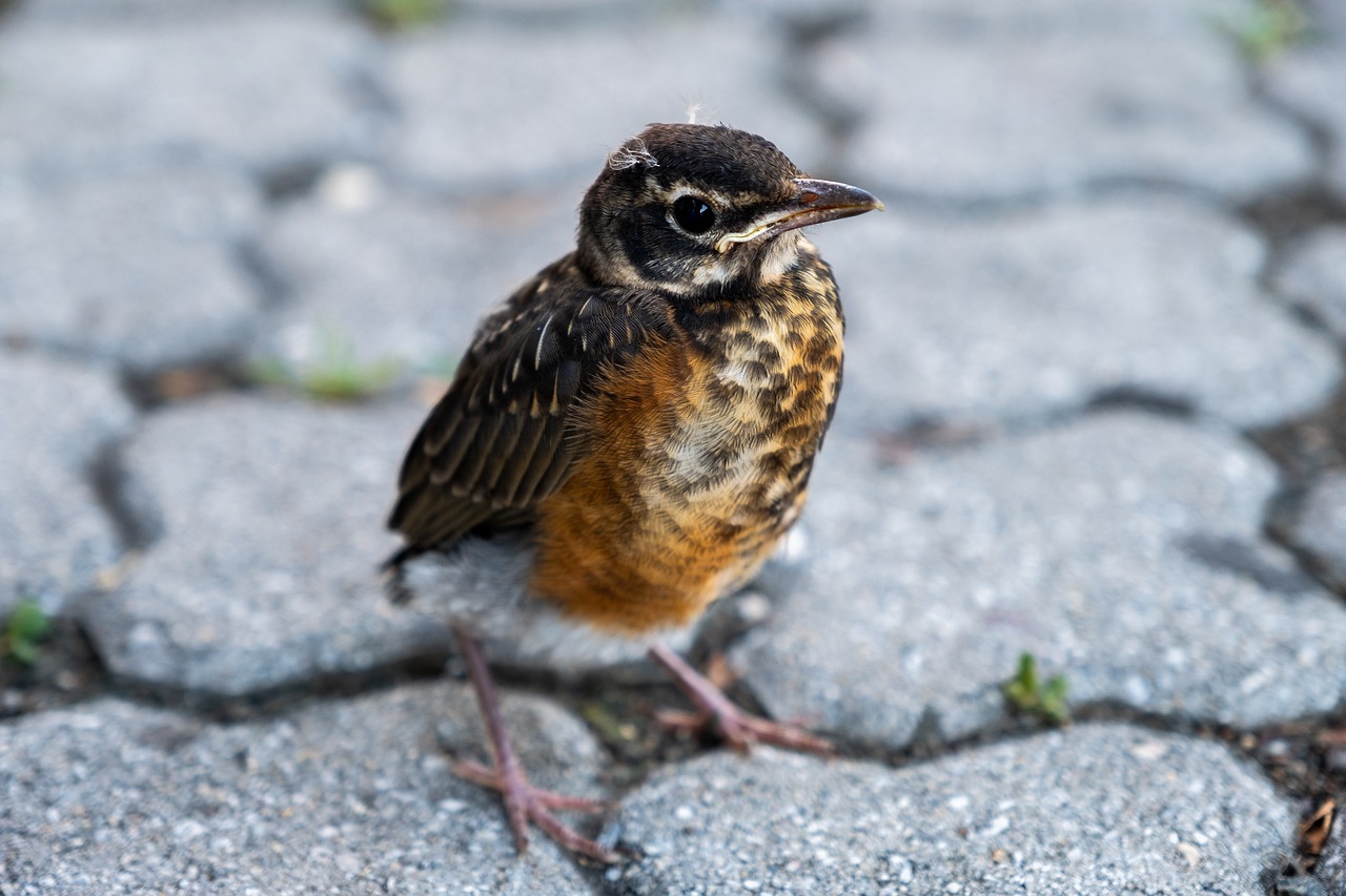 bird  sparrow  baby free photo