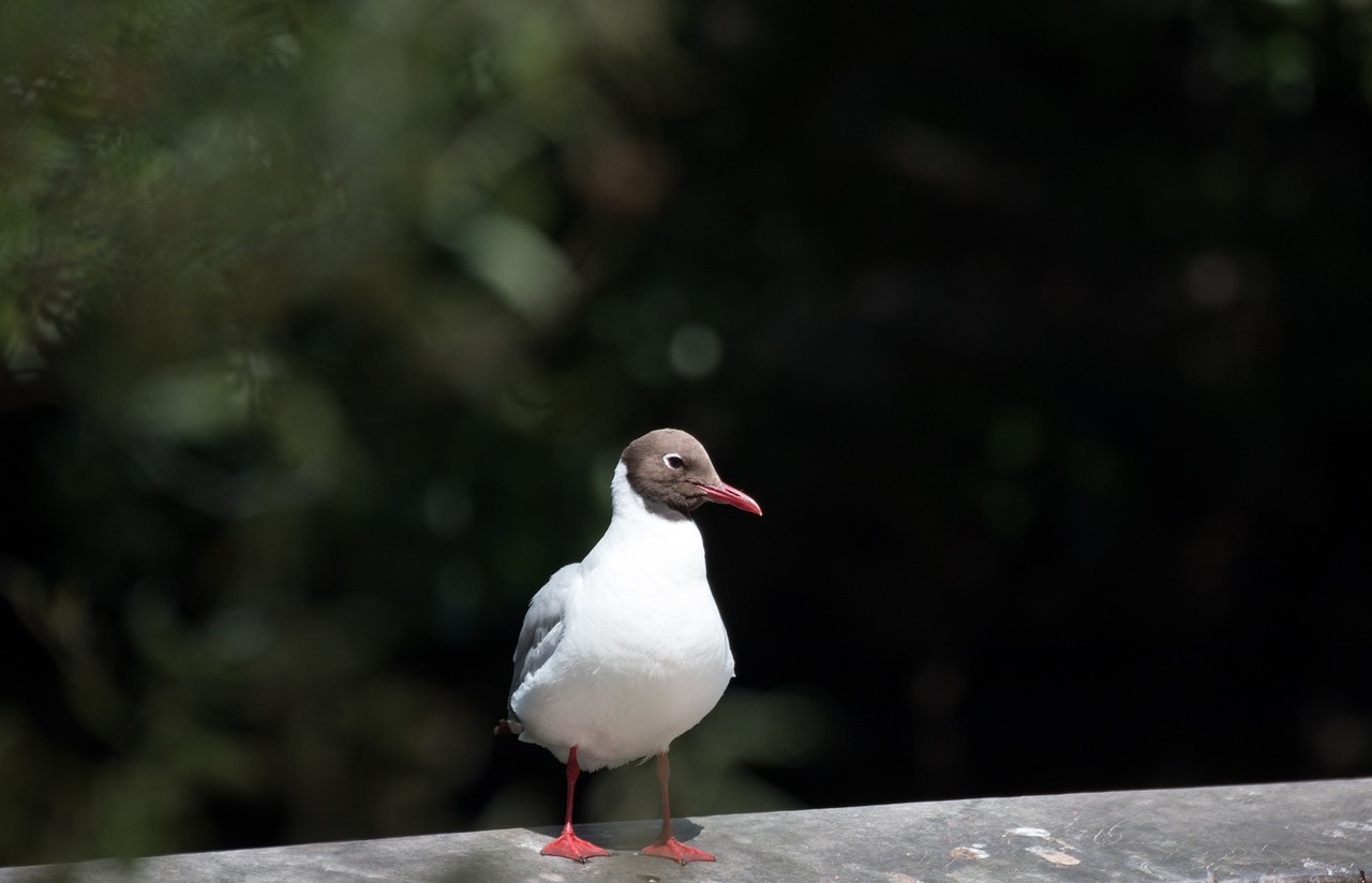 bird  close up  macro free photo