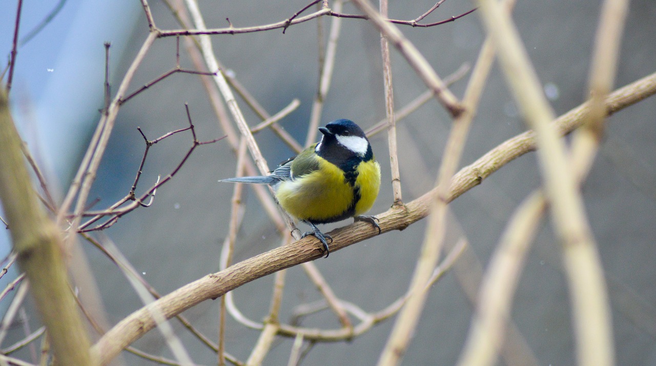 bird  winter  nature free photo