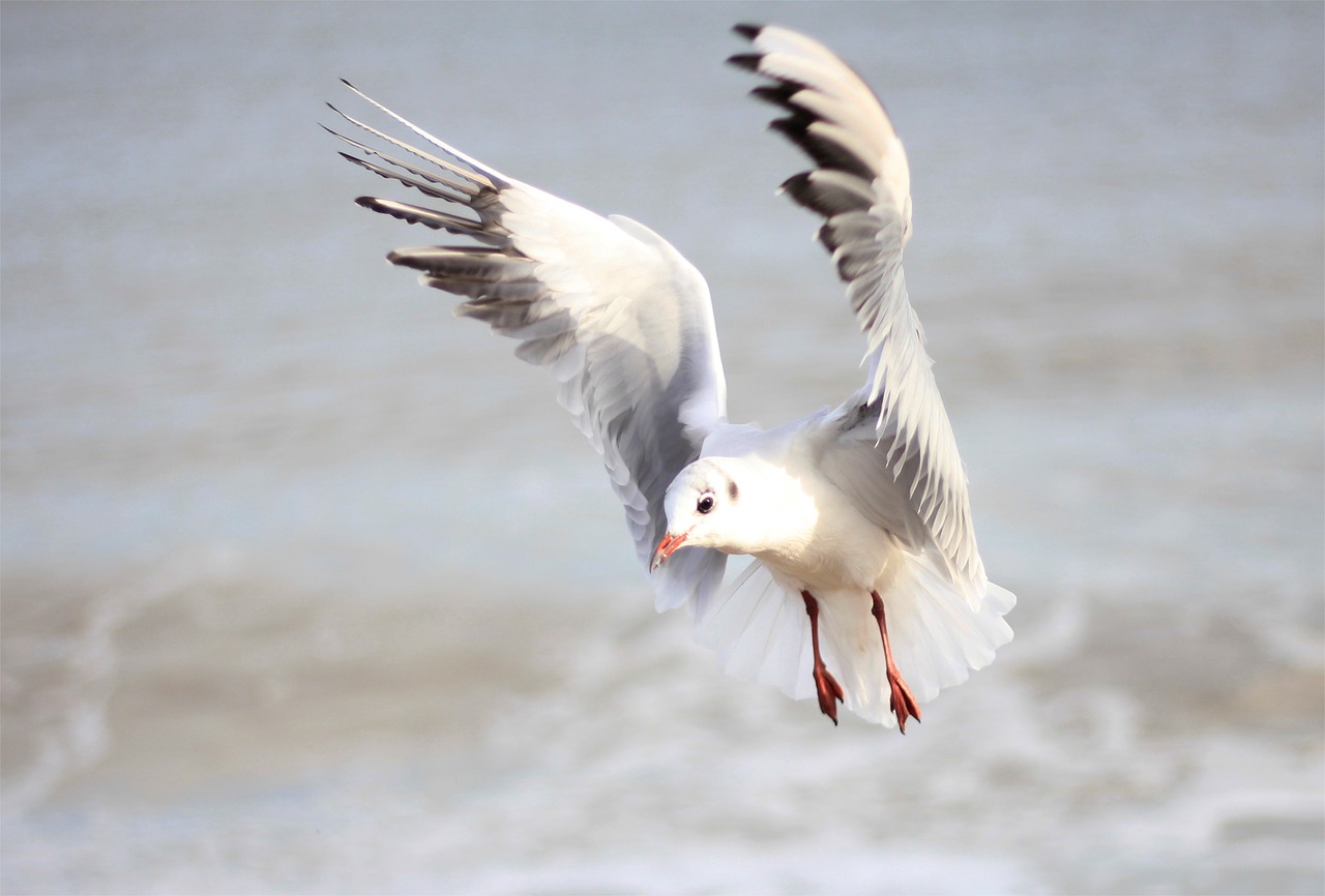 bird  sea  feather free photo