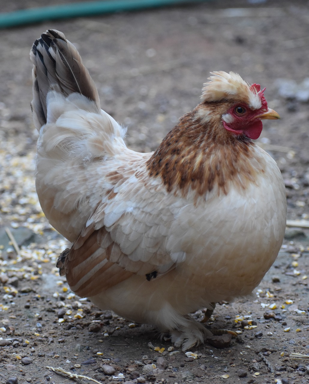 bird  poultry  feather free photo