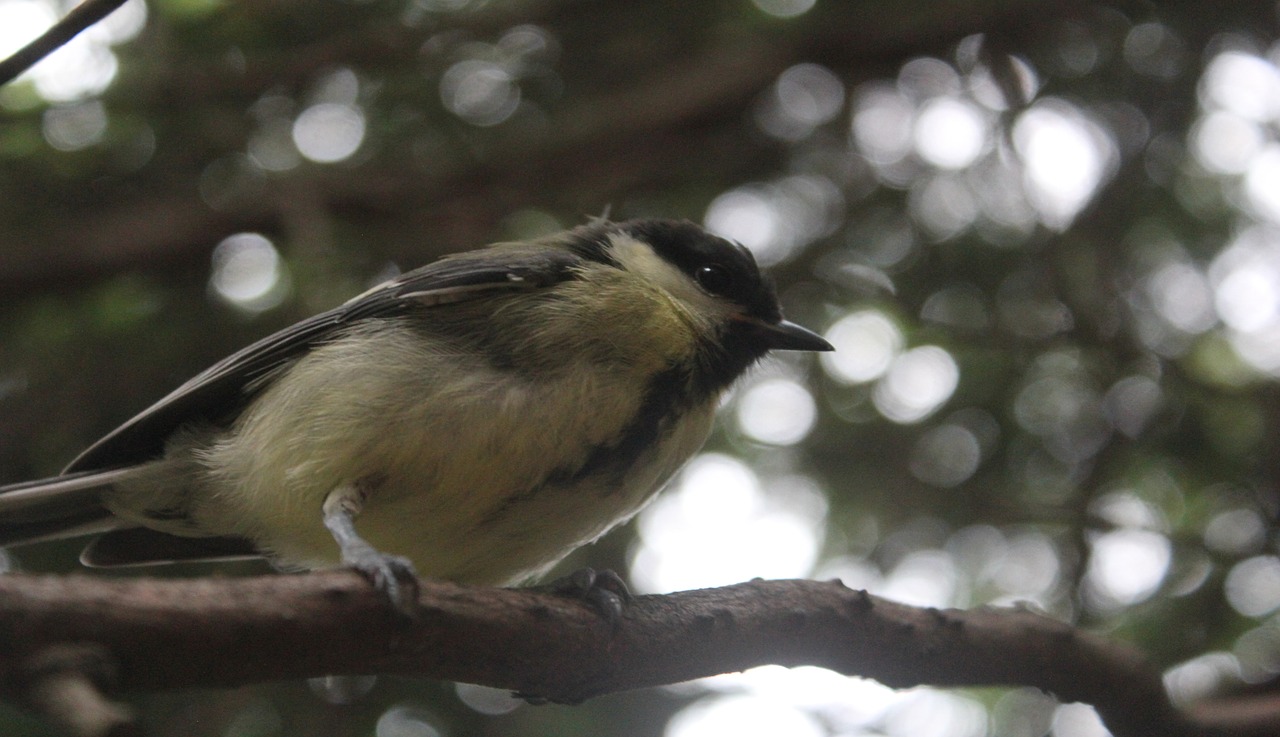 bird  tit  garden free photo