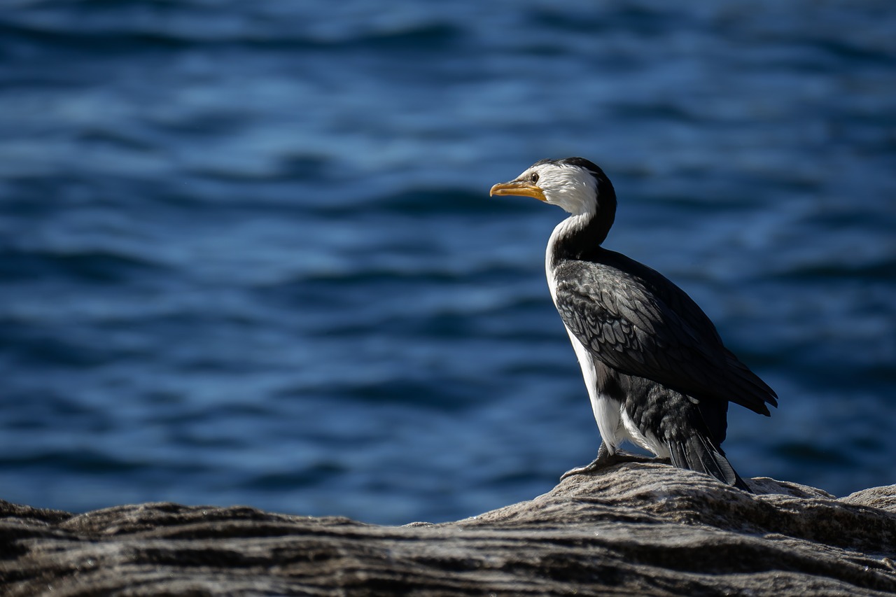 bird  water  stone free photo