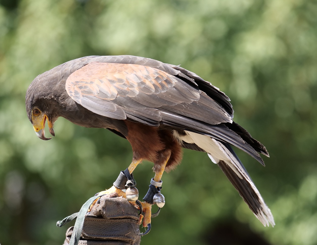 bird  raptor  falconry free photo