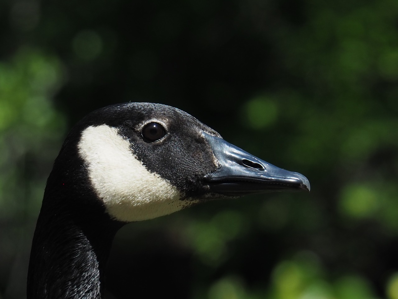 bird  wildlife  nature free photo