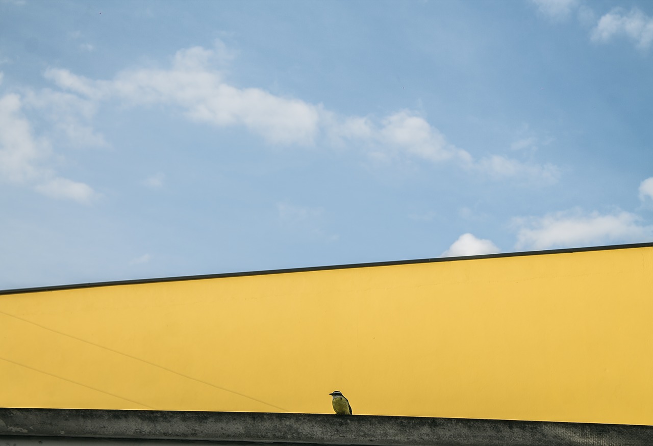 bird  blue sky  the colors of the street free photo