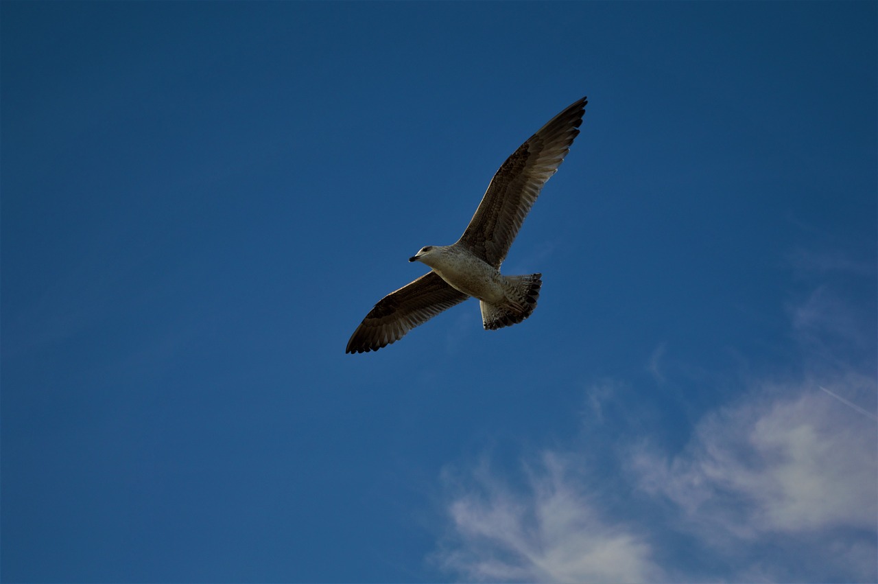 bird  sky  clouds free photo