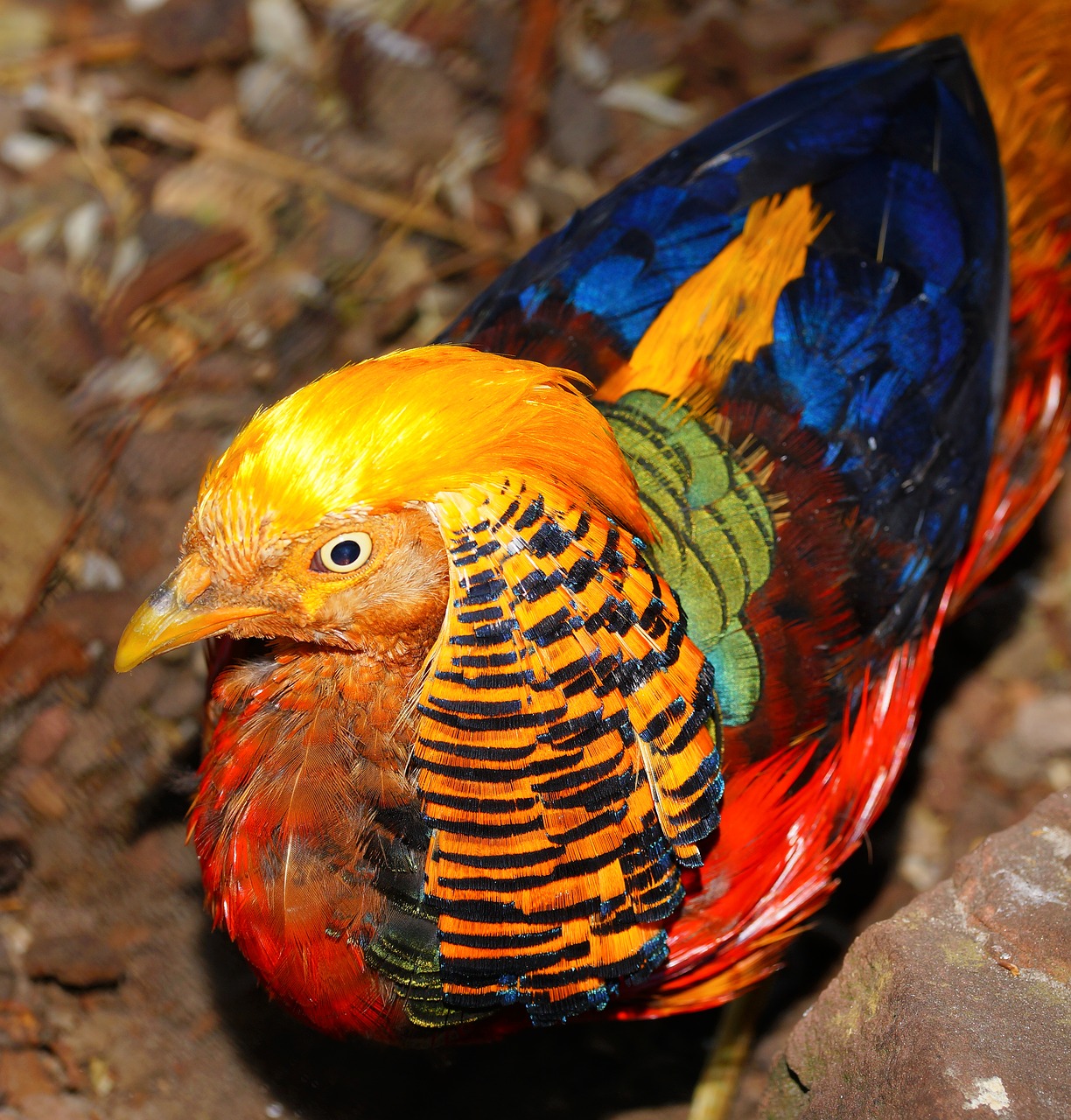 bird  pheasant  goldfasan free photo