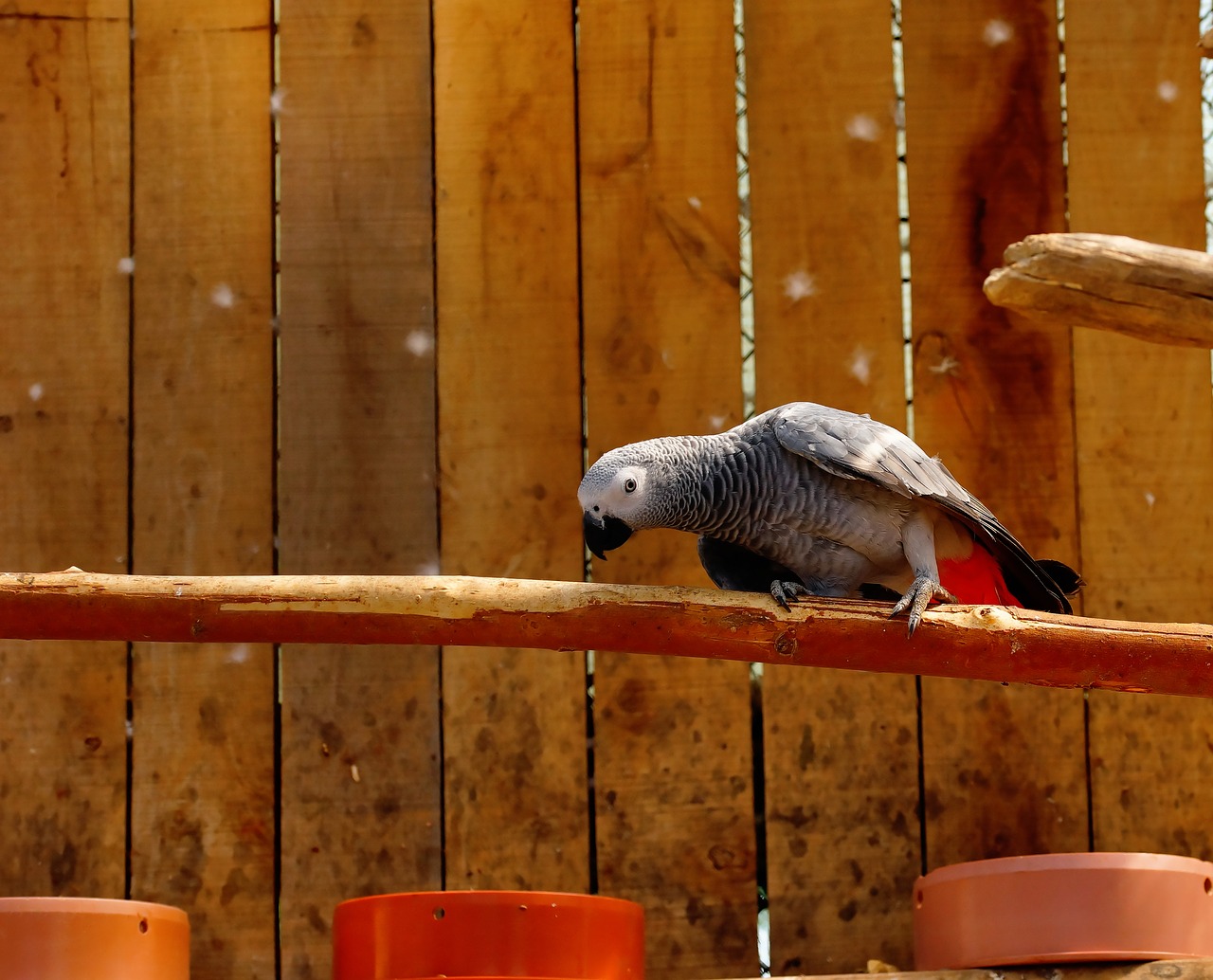 bird  parrot  beautiful free photo