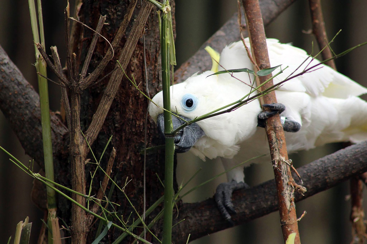 bird  white  parrot free photo