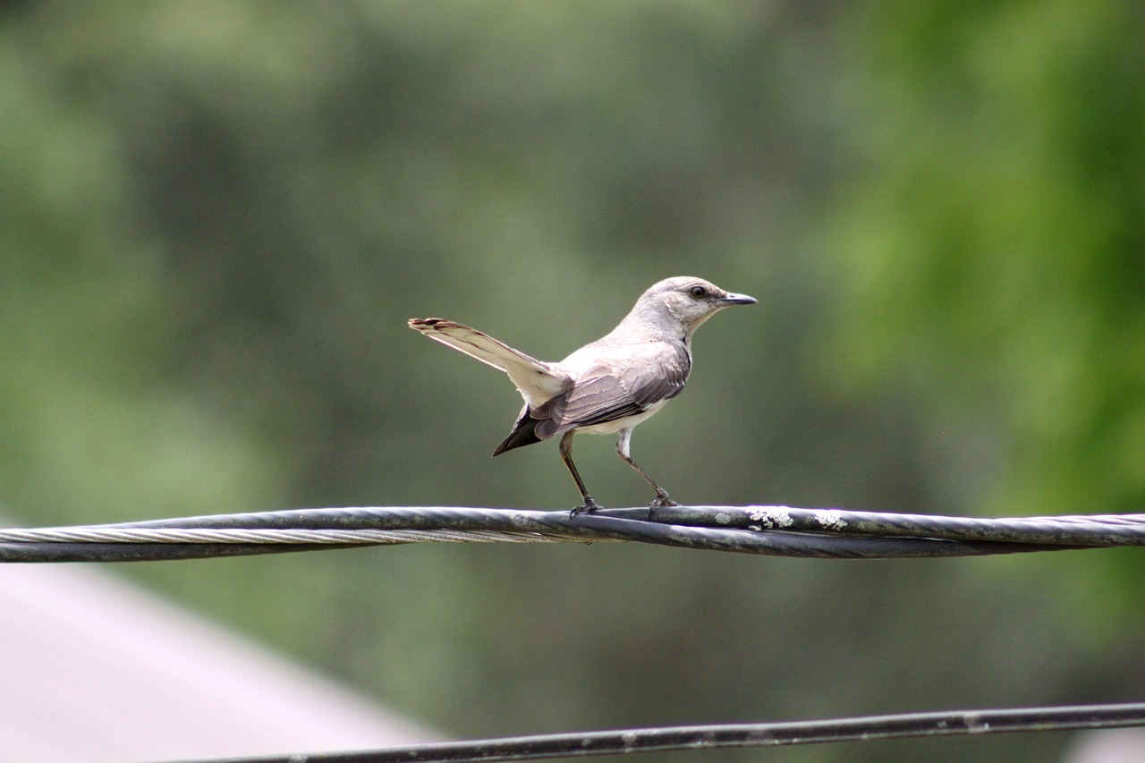 bird gray white free photo