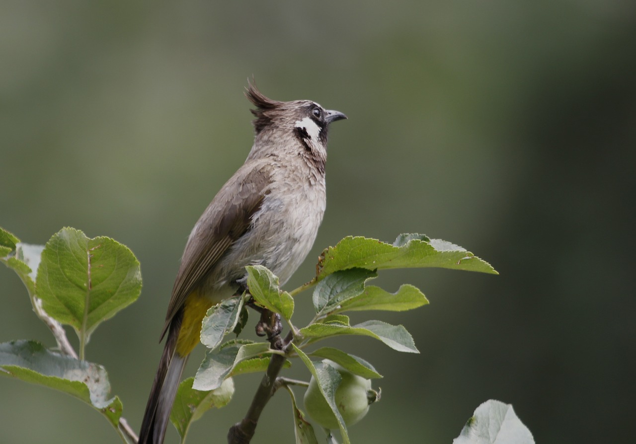 bird  nature  feather free photo