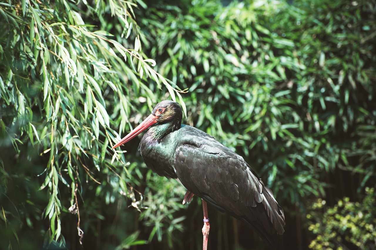 bird  large  black free photo