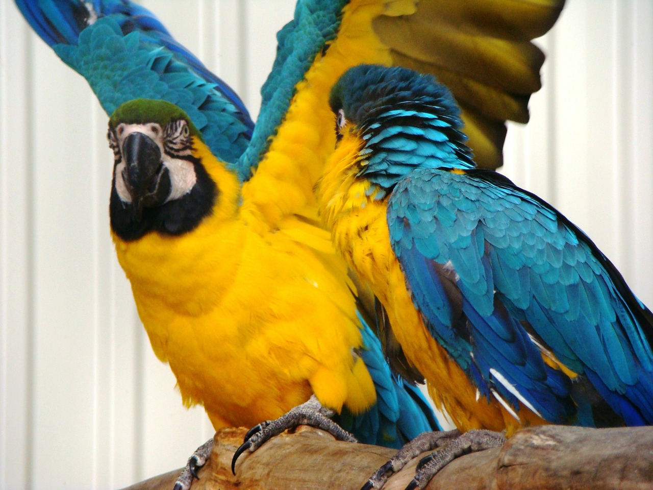 bird wings parrot free photo