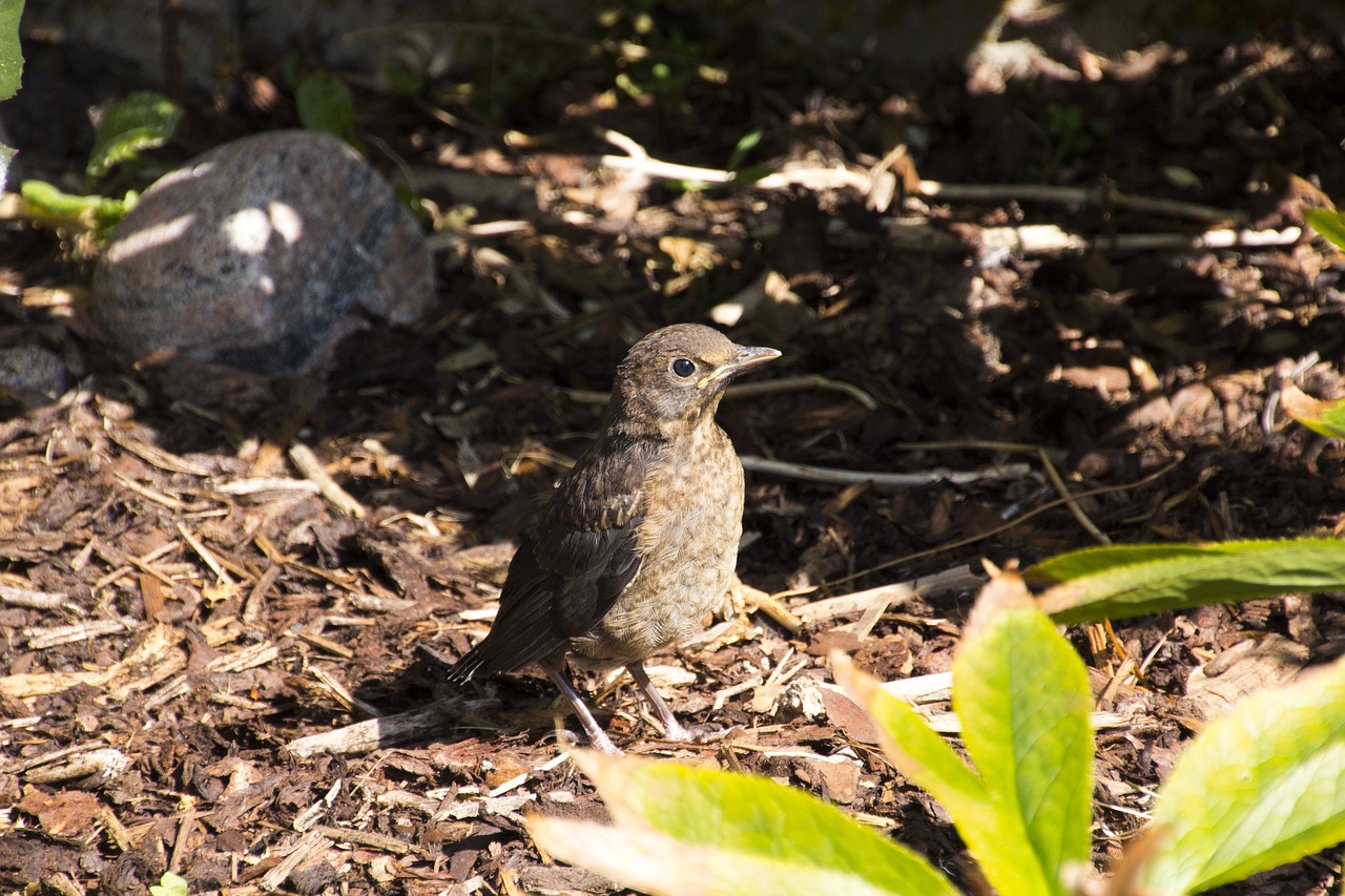 bird  throttle  nature free photo