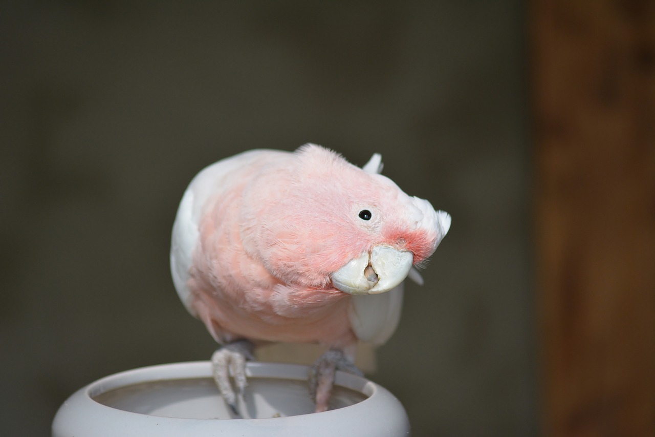 bird  parrot  bird park marlow free photo