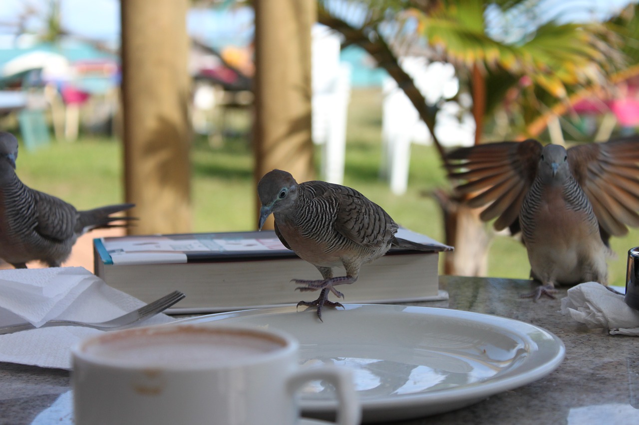 bird  cheeky  plumage free photo