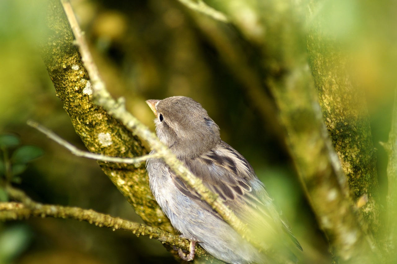 bird  sparrow  feather free photo