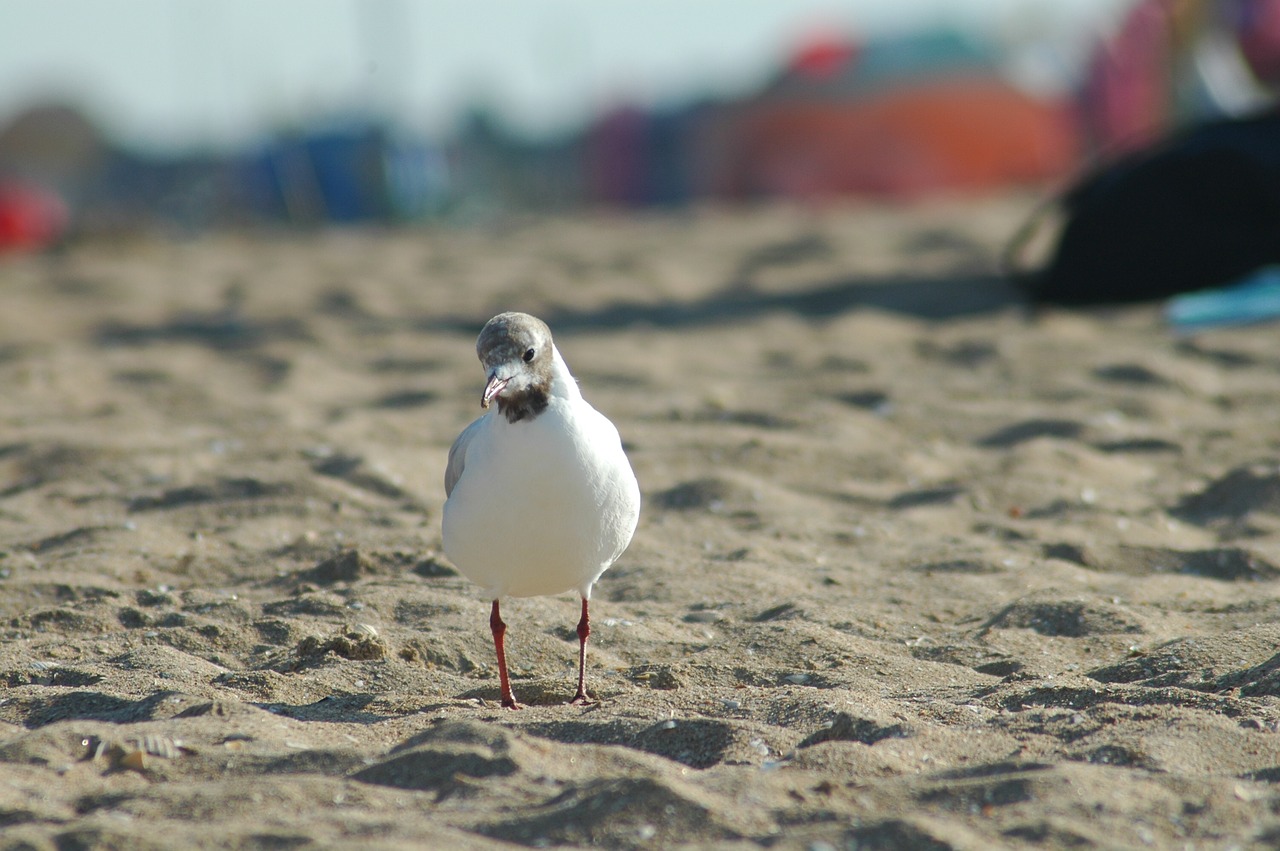 bird  beach  water free photo