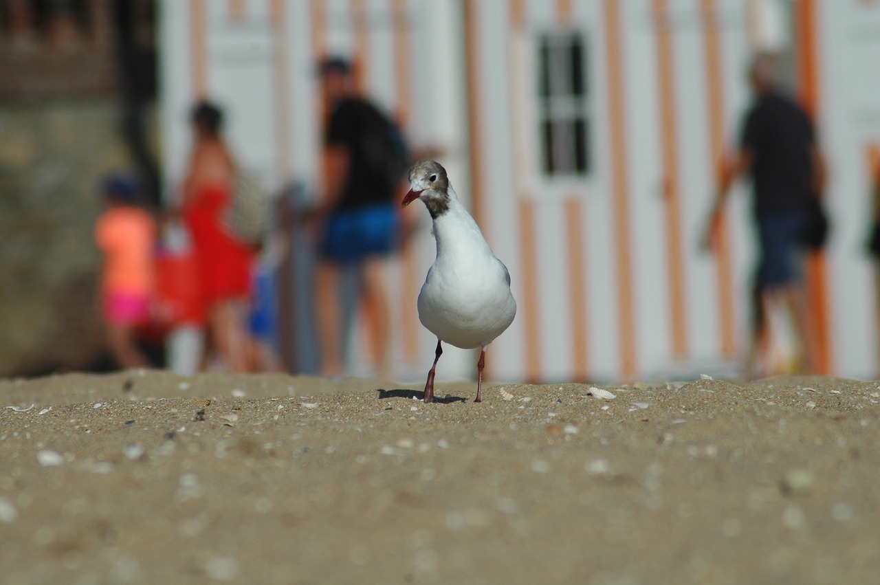 bird  beach  water free photo