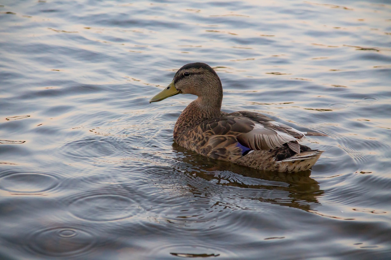 bird  duck  lake free photo