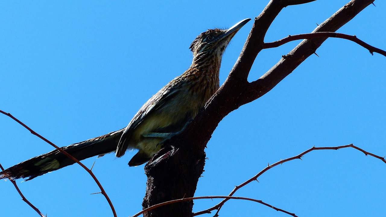 bird  animal  plumage free photo