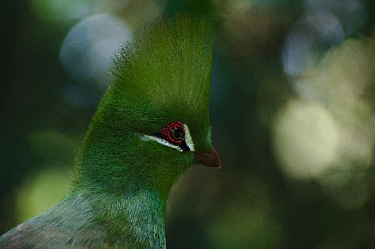 bird  birds of eden  south free photo