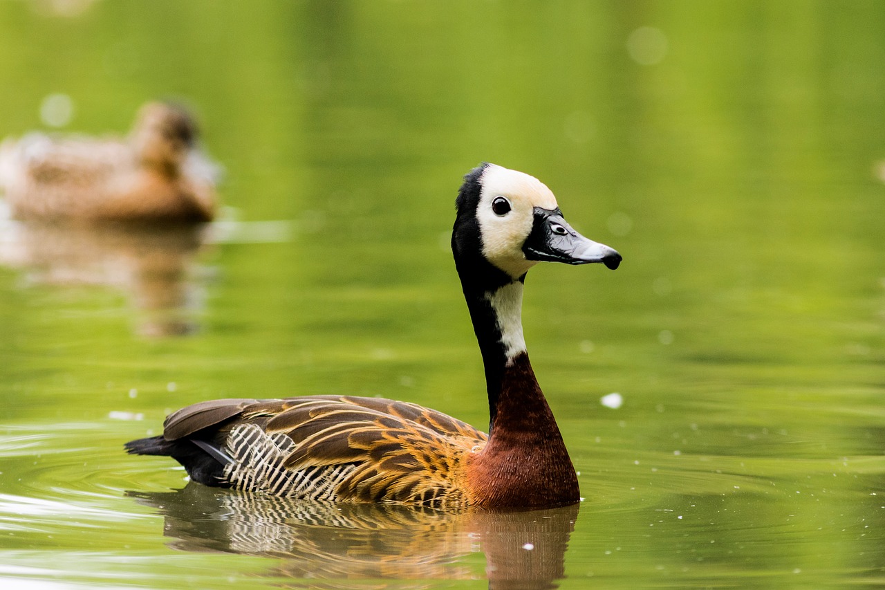 bird  landscape  spring free photo