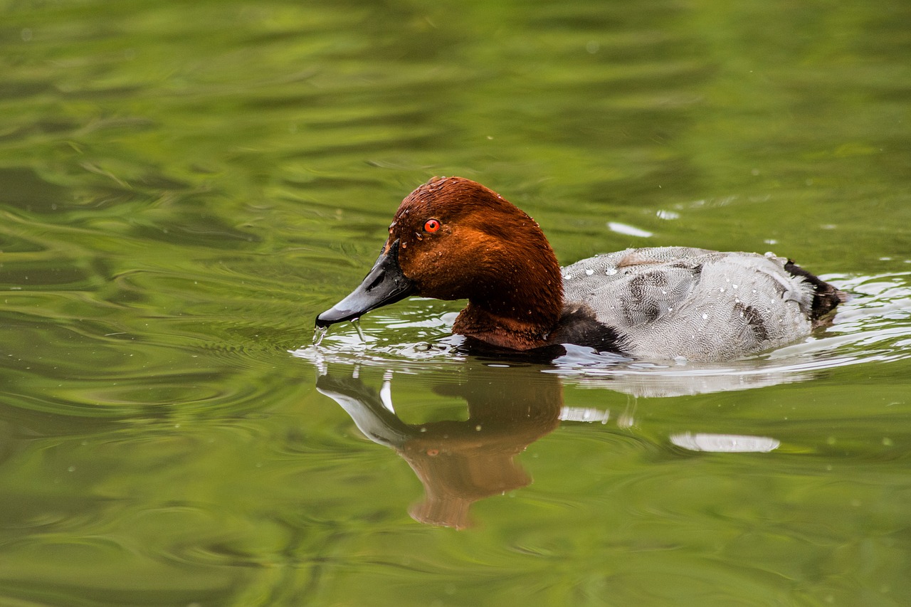 bird  landscape  spring free photo