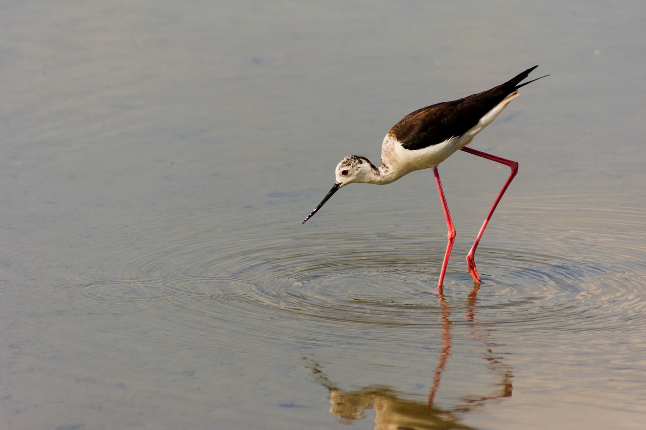 bird  landscape  spring free photo