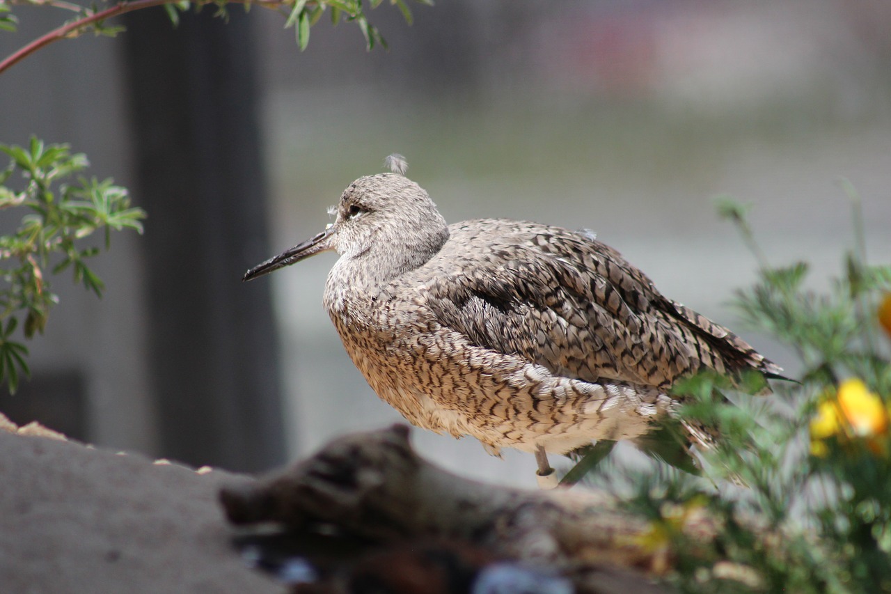 bird  nature  aquarium free photo