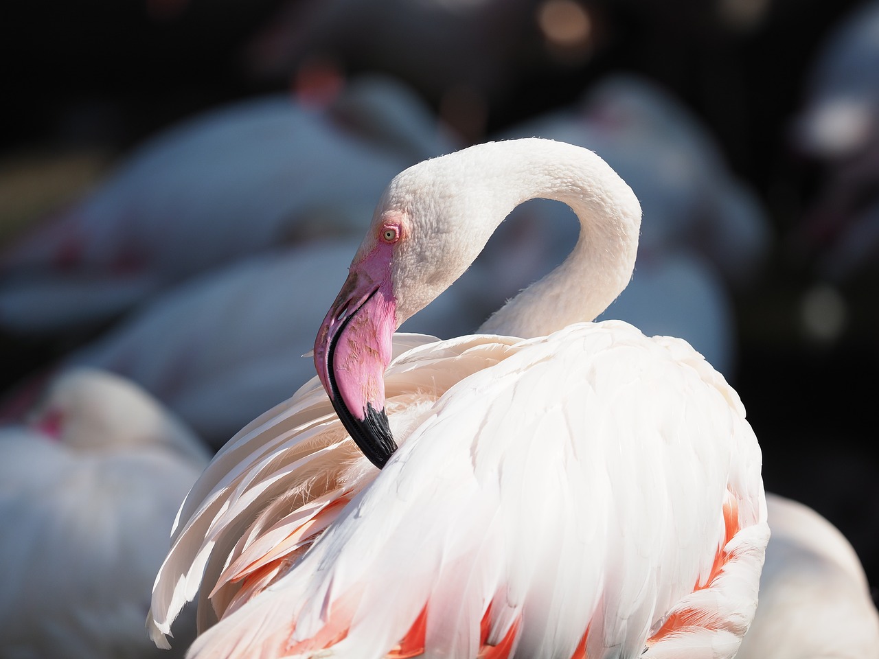 bird  flamingo  whites free photo