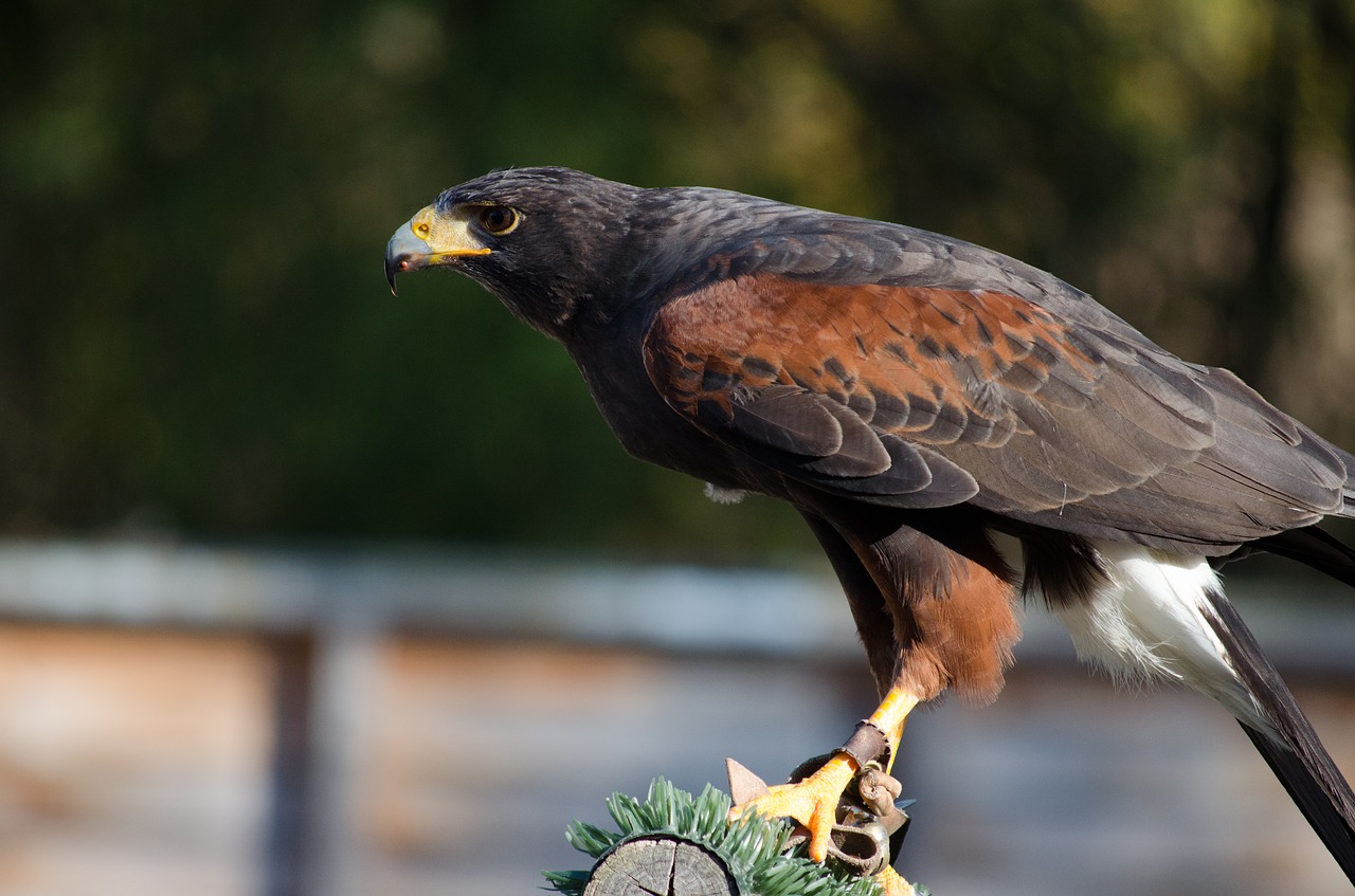 bird  falconry  zoo free photo