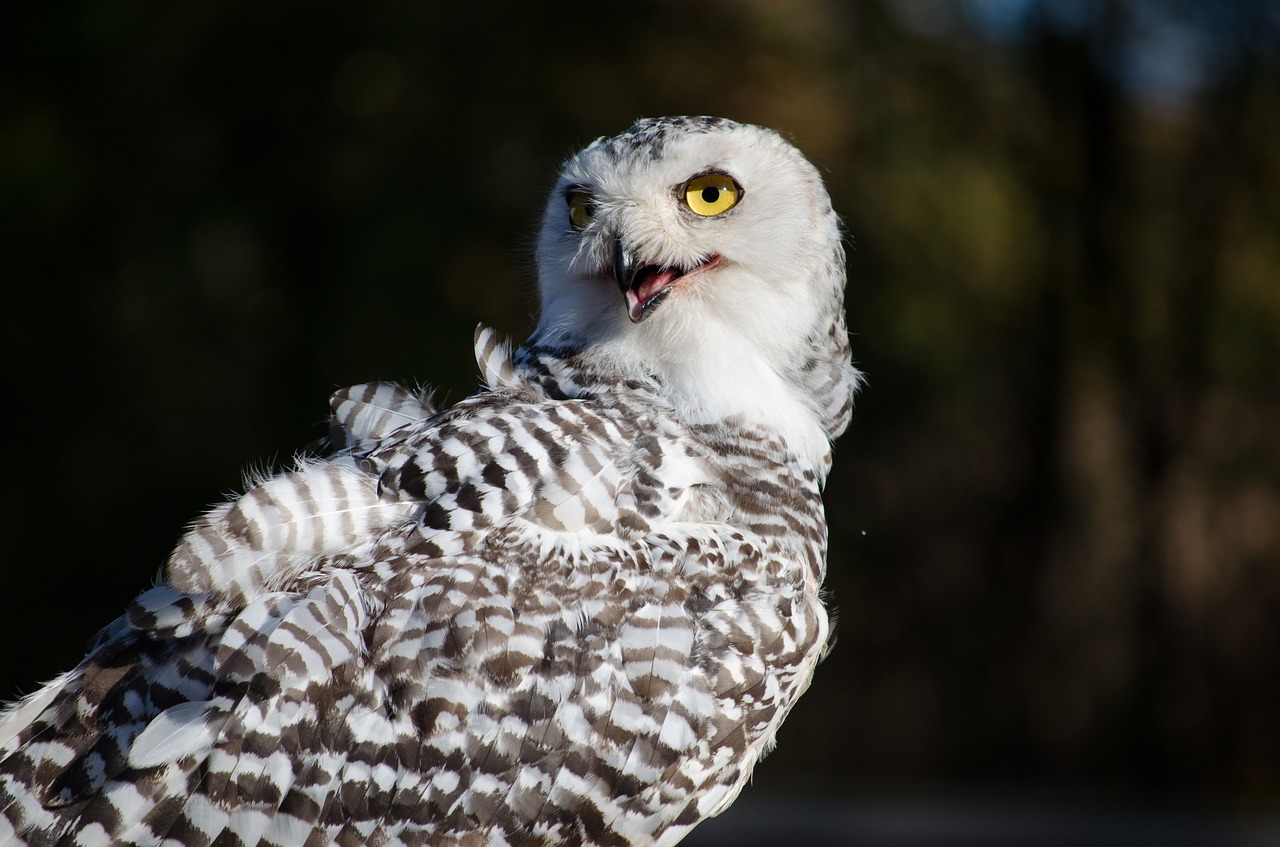 bird  falconry  zoo free photo