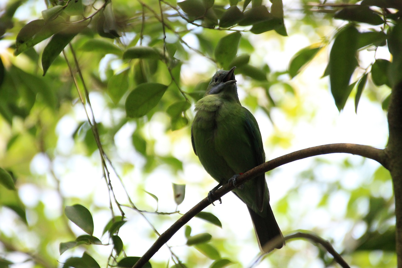 bird  green  leaves free photo