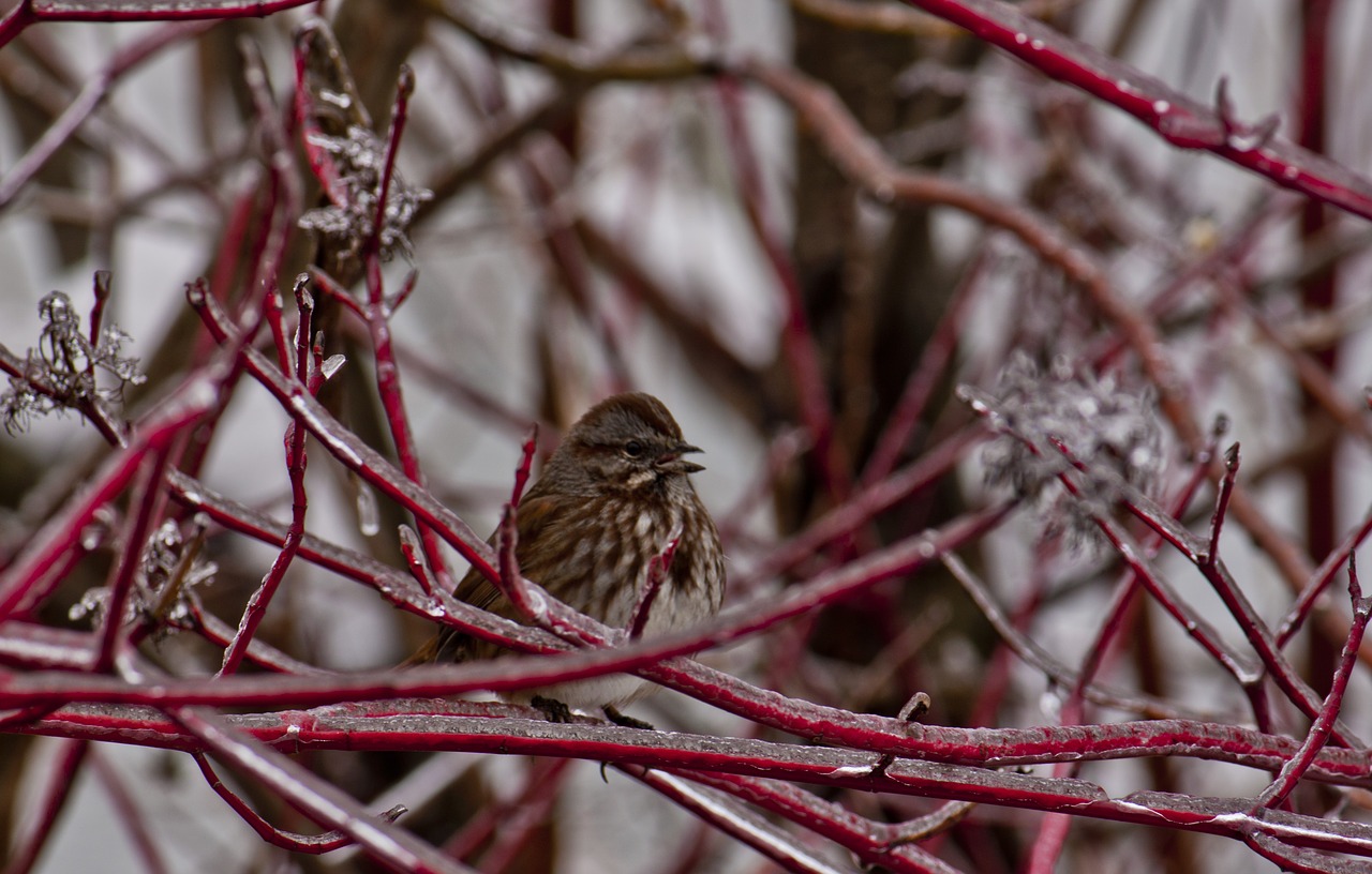 bird  ice storm  winter free photo