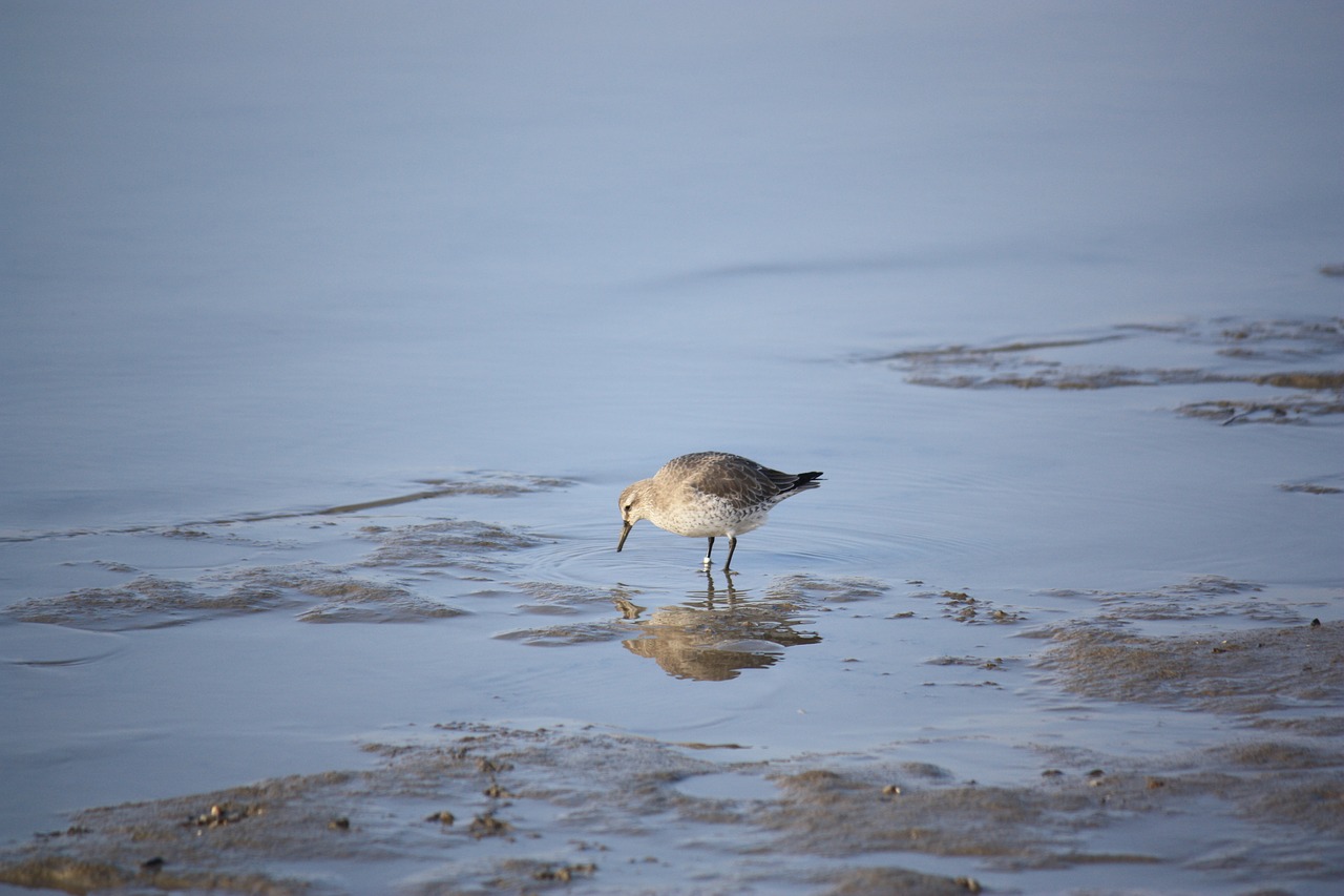 bird  wadden sea  coast free photo