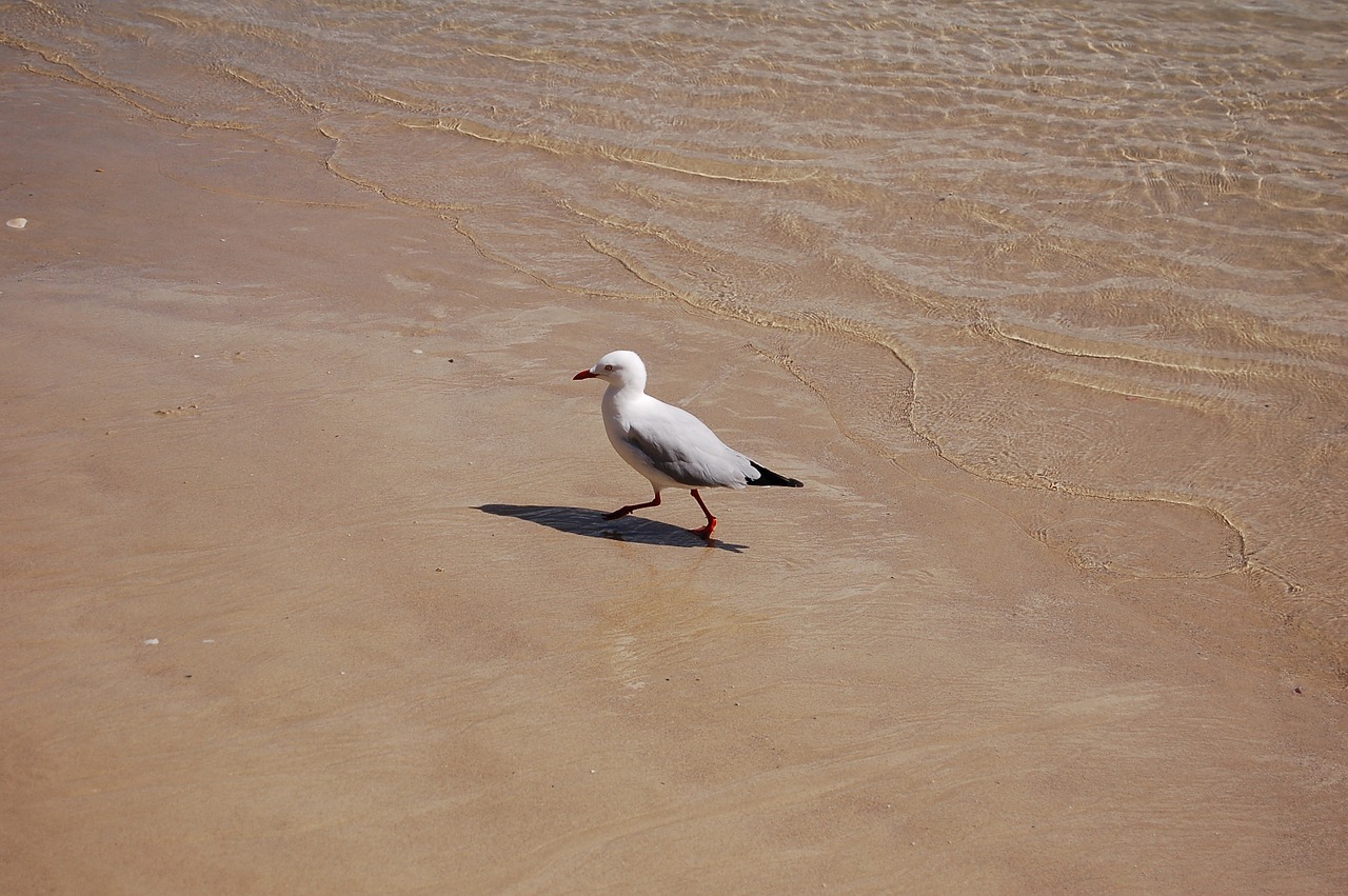 bird sea ocean free photo