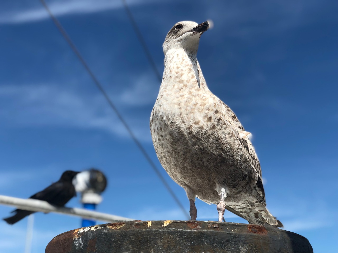 bird  seagull  animal free photo