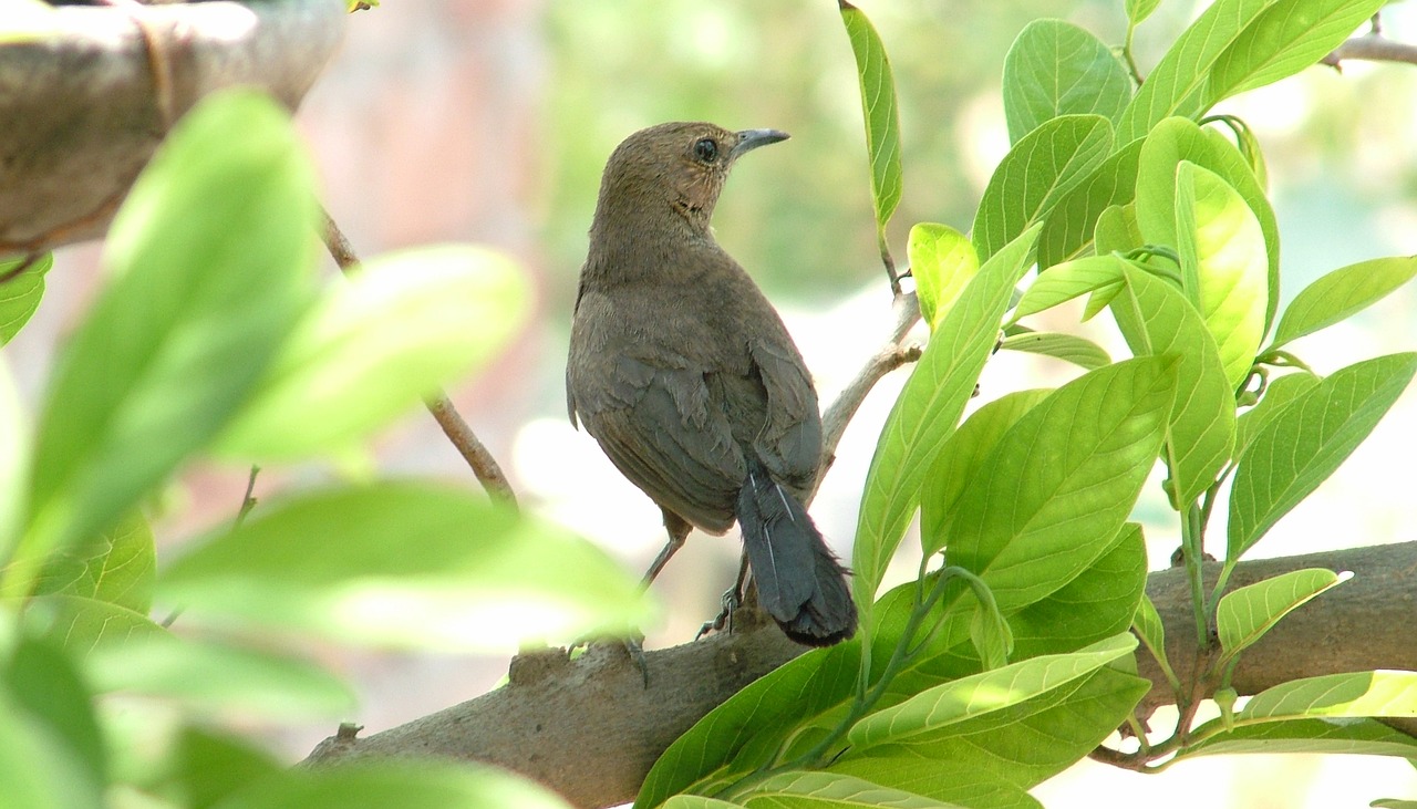 bird  tree  branch free photo