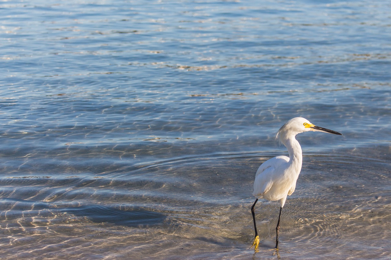 bird  nature  heron free photo