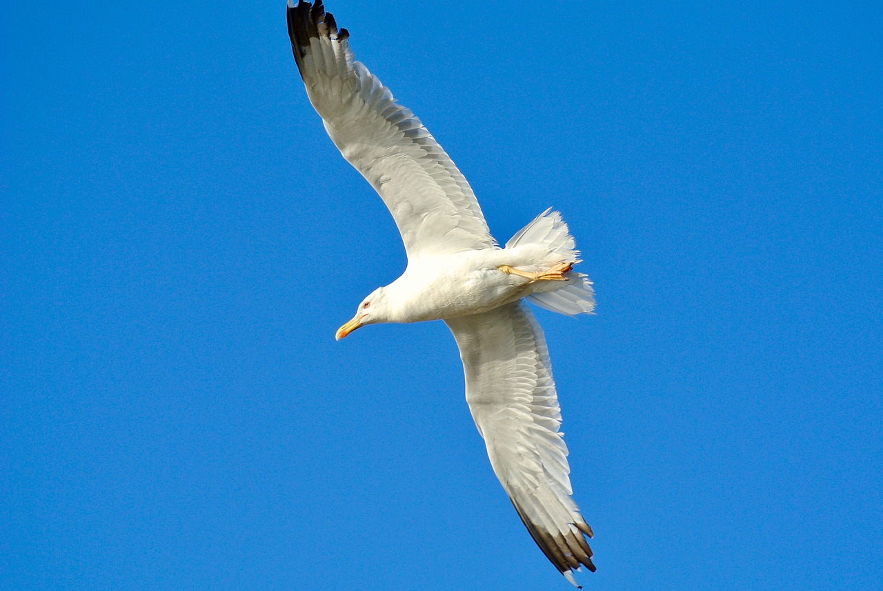 bird  seagull  nature free photo