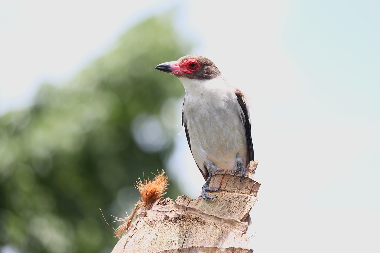 bird  feather  beak free photo