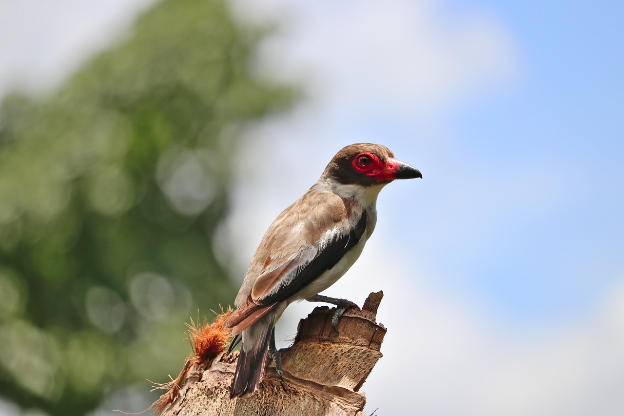 bird  feather  beak free photo