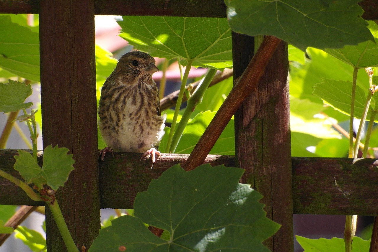 bird  sitting  plumage free photo