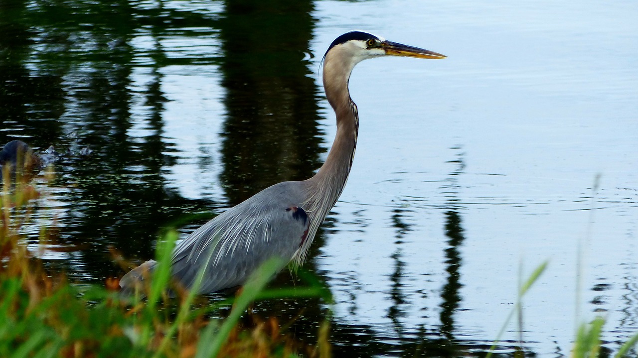 bird  fisherman  nature bayou free photo