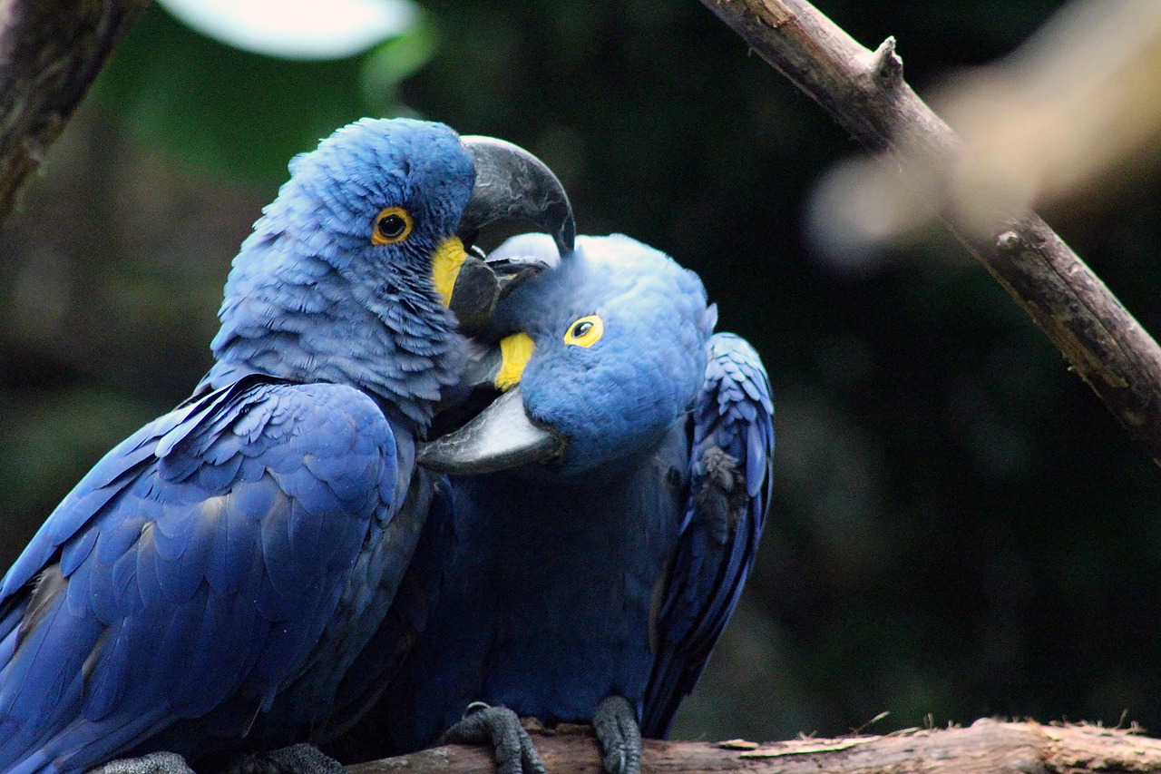 bird  blue  nature free photo