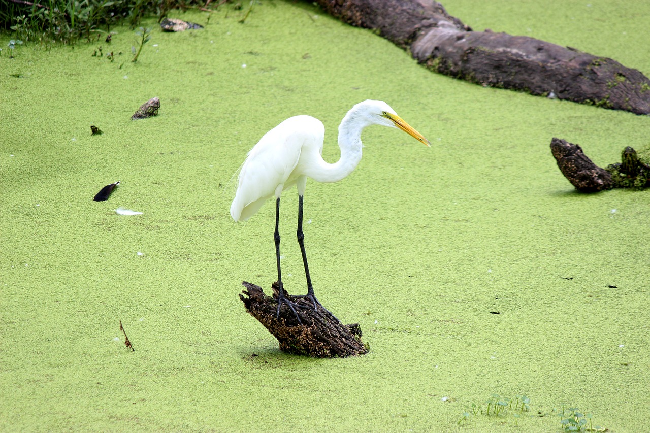 bird  egret  nature free photo